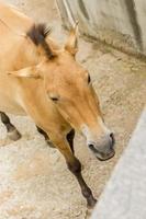 Przewalski horse at the zoo. Wild asian horse Equus ferus przewalskii photo