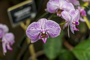 white pink striped orchid phalaenopsis photo