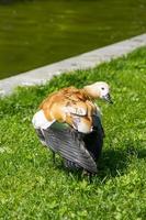 wild red duck is going to clean feathers photo