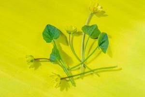 Ficaria verna on yellow background, first spring flower, colorful pattern photo