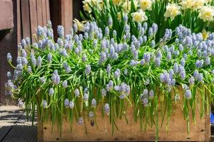blooming muscari flowers in wooden pot outdoors, garden decoration photo