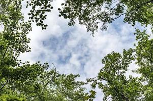 coronas de árboles verdes en el fondo del cielo foto