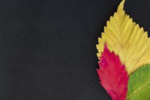 tres hojas de olmo coloridas sobre fondo gris foto