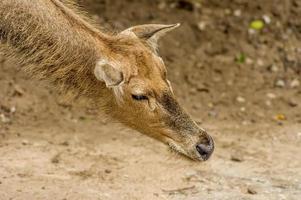 female Red deer in zoo photo