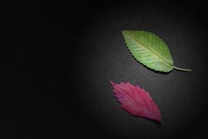 green and red elm tree leaves on black background photo