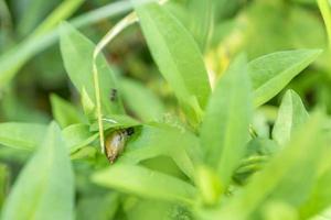 pequeño caracol en la hoja foto