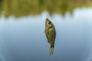 crucian en gancho sobre fondo de agua foto