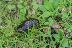 Beetle Dytiscidae on green grass photo