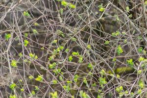 fondo de hojas verdes jóvenes en las ramas. inicio de la primavera foto