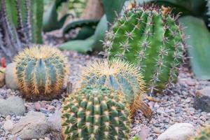 Ball shaped cactuses outdoors. Garden design. photo