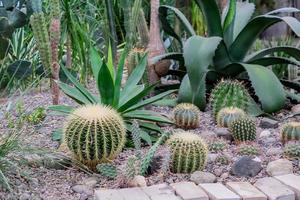 Various cacti and succulents in the green house photo