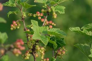 close up of Red currant bush in the garden photo