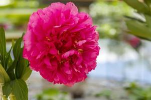 pink peony flower in blossom photo