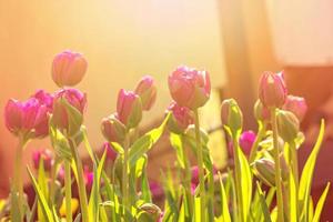 blooming field of pink tulips in the garden, floral background photo