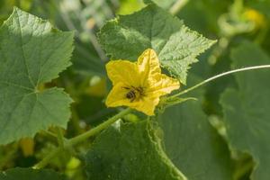Bee collects honey from cucumber flowers. photo