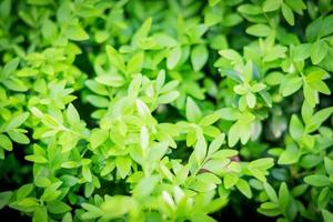 small green leaves background photo