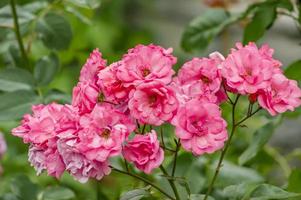 bush of blooming pink roses on green backround photo