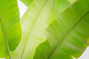 banana leaves isolated on white background photo