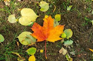 maple leaf in the ground photo