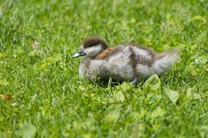 small duckling on green grass photo