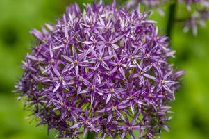 allium bola púrpura sobre fondo verde foto