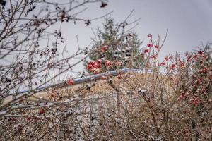 ceniza negra y viburnum rojo encogidos de nieve en el jardín foto