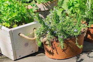 green grass and herbs in in wooden boxes and rusty iron flower pots outdoors. Garden decoration photo