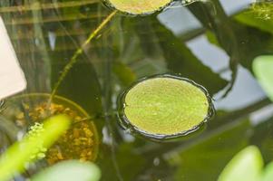 agua de lirio de loto de hojas verdes en el estanque foto