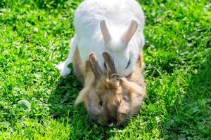 parejas de conejos apareándose en la hierba verde foto