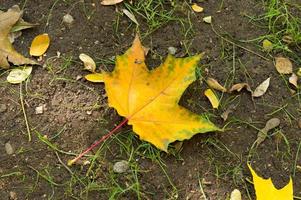 Autumn golden orange maple leaf lying on the ground photo