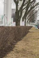 Fence of dried bushes and trees in the park photo