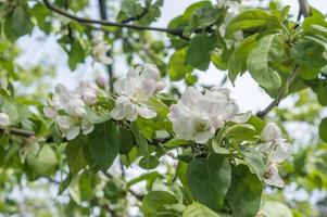 Apple tree blossom. white flowers on branch photo
