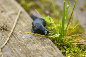 Arion ater. Forest Black slug on wooden desk. Selective focus photo