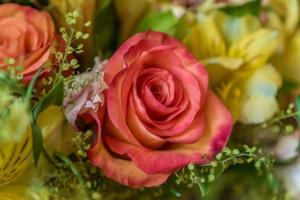 bunch of pink roses background, soft focus photo