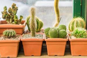 different sorts of cactuses in pots on window sill photo