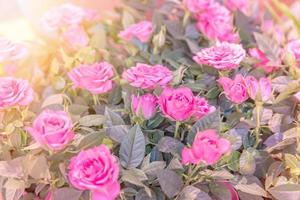 colorful blooming pink rosse in sun light, nature background photo