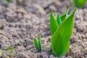 Young green leaves of tulip flovers. Early spring photo