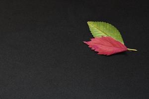 green and red elm tree leaves on black background photo