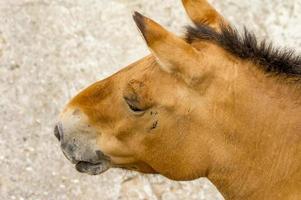 Przewalski horse at the zoo. Wild asian horse Equus ferus przewalskii photo