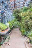 diferentes plantas tropicales en el invernadero del jardín botánico de moscú foto