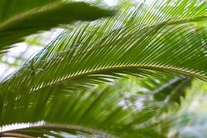 palm leaves background photo