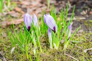 coloridas flores de azafrán púrpura que florecen en un soleado día de primavera en el jardín foto