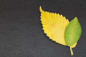 yellow and green leaves of elm tree on grey background photo