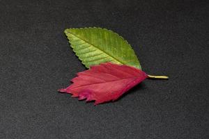 green and red elm tree leaves on black background photo