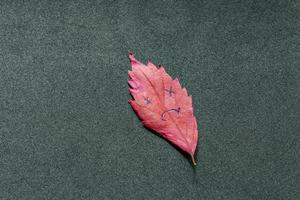 Green leaf with a picture of sad face on black background photo