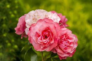 bush of blooming pink roses on green backround photo