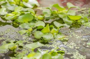 young waterlily leaves in pond photo