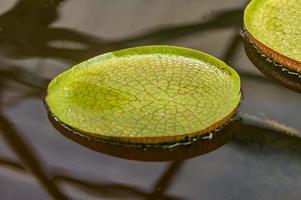 hojas de nenúfar gigante victoria amazonica foto