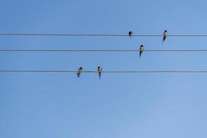 swallows sitting on wires against blue sky in a sunny day photo