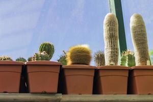 different sorts of cactuses in pots on window sill photo